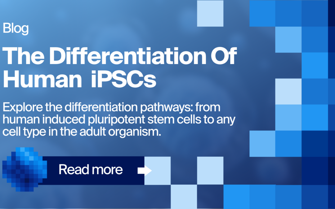 Differentiation of Human iPSCs