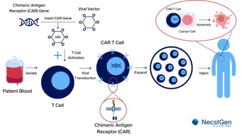 The First Stages of CAR T Cell Therapy Development - NecstGen