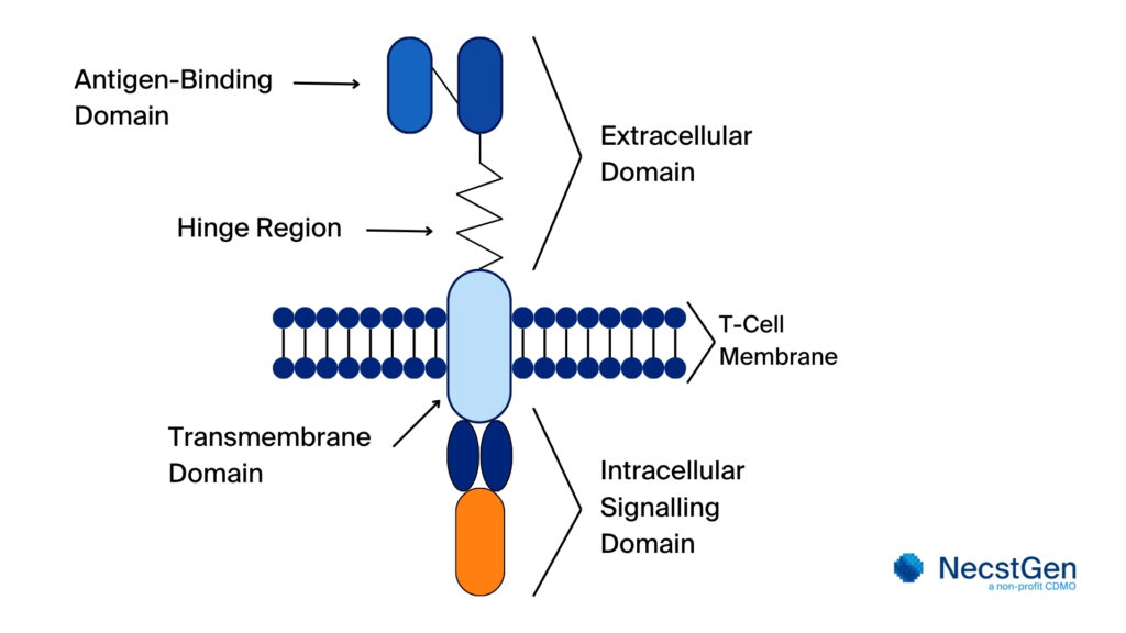 A schematic overview of a Chimeric Antigen Receptor (CAR)